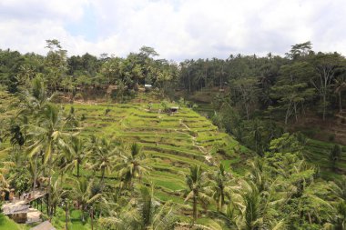 Ubud, Endonezya 'daki Kintamani Dağı bölgesi 