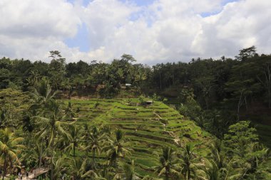 Ubud manzarası. Kintamani Dağı, Endonezya
