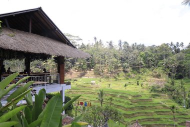 Ubud, Endonezya 'daki Kintamani Dağı bölgesi 