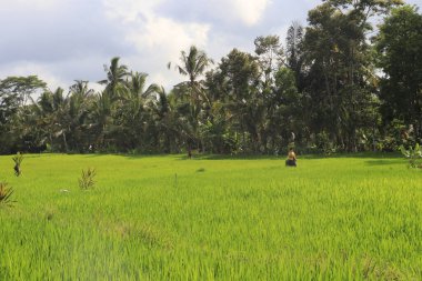Ubud, Endonezya 'da yeşil çimen 