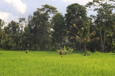 Ubud, Endonezya 'da yeşil çimen 