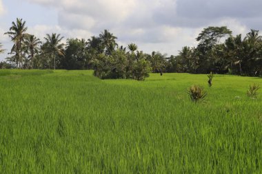 Ubud, Endonezya 'da yeşil çimen 