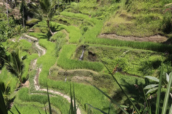 Τοπίο Του Ubud Kintamani Mountain Ινδονησία — Φωτογραφία Αρχείου