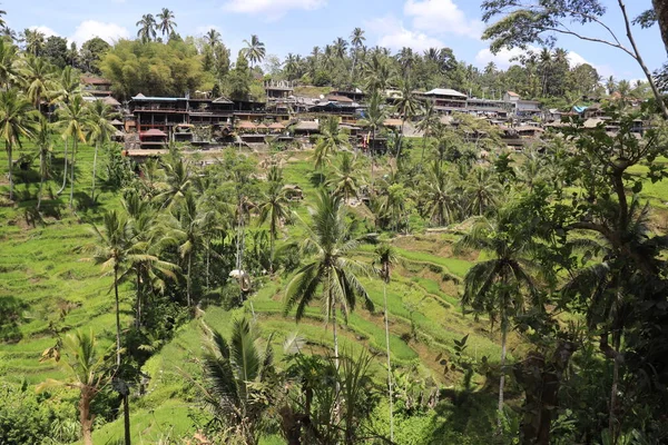 Paisaje Ubud Montaña Kintamani Indonesia — Foto de Stock