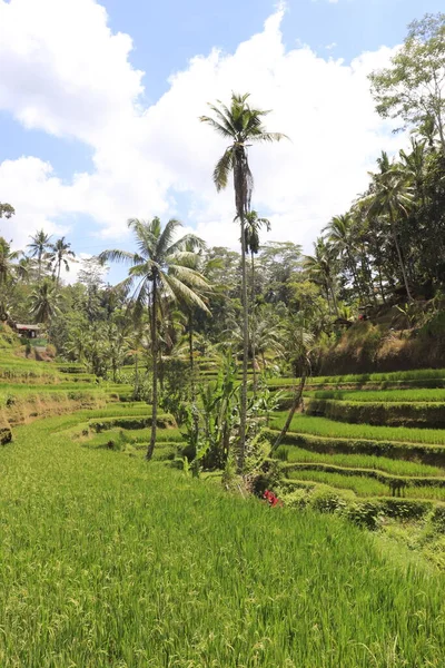 Paisagem Ubud Montanha Kintamani Indonésia — Fotografia de Stock