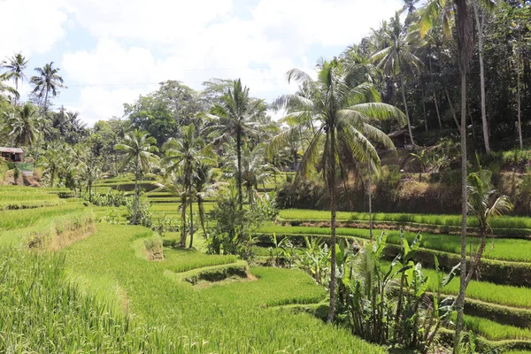 Montagne Kintamani Ubud Indonésie — Photo