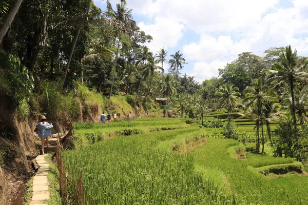 Touristes Regardant Paysage Ubud Montagne Kintamani Indonésie — Photo