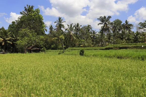 Kintamani Hegy Terrorij Ubud Indonézia — Stock Fotó