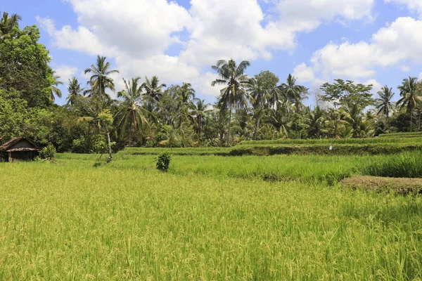 Kintamani Mountain Ubud Indonesia — Stock Photo, Image