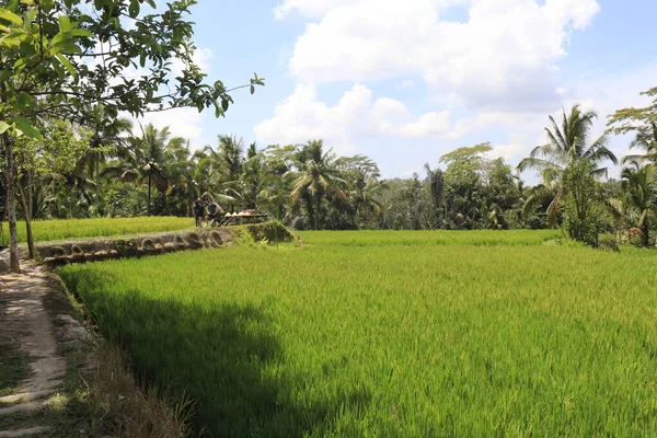Festői Kilátás Nyílik Zöld Rizs Mezők Indonézia Származási Ország — Stock Fotó