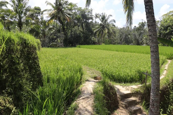 Kintamani Hegy Ubud Indonézia — Stock Fotó