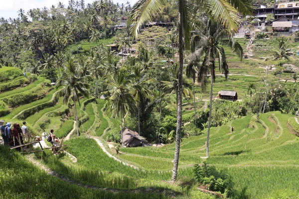 Endonezya Ubud Kintamani Dağları Pirinç Tarlaları — Stok fotoğraf