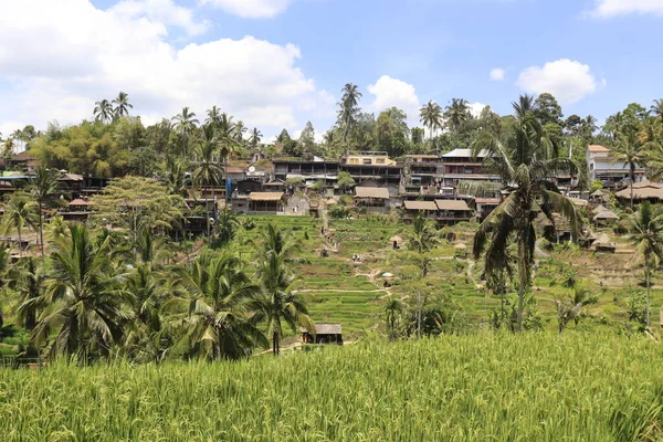 Endonezya Ubud Kintamani Dağları Pirinç Tarlaları — Stok fotoğraf