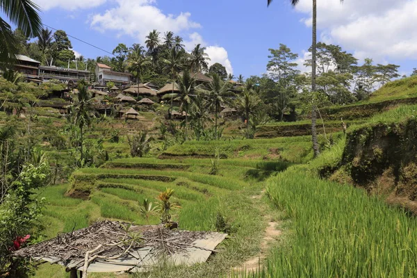 Indonezja Ubud Kintamani Góry Pola Ryżowe — Zdjęcie stockowe