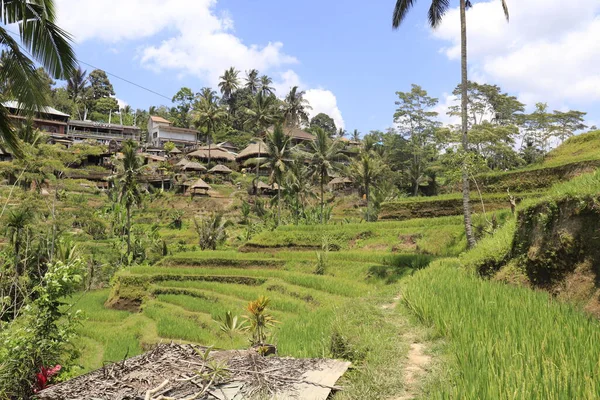 Kintamani Mountain Ubud Indonesien — Stockfoto