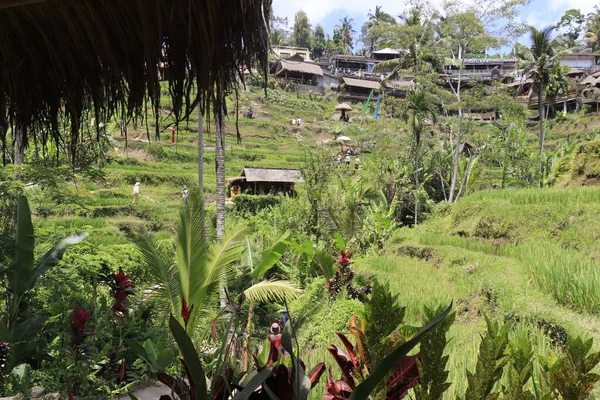 印度尼西亚 Ubud Kintamani Mountains稻田 — 图库照片