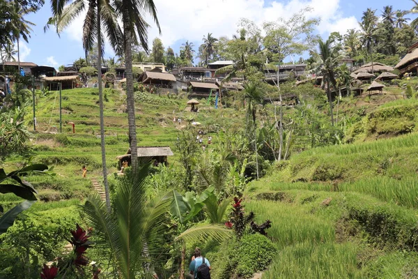 Montagne Kintamani Ubud Indonésie — Photo