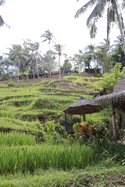 Kintamani Mountain Στο Ubud Ινδονησία — Φωτογραφία Αρχείου