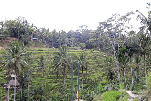 绿稻田的风景 印度尼西亚 Ubud — 图库照片