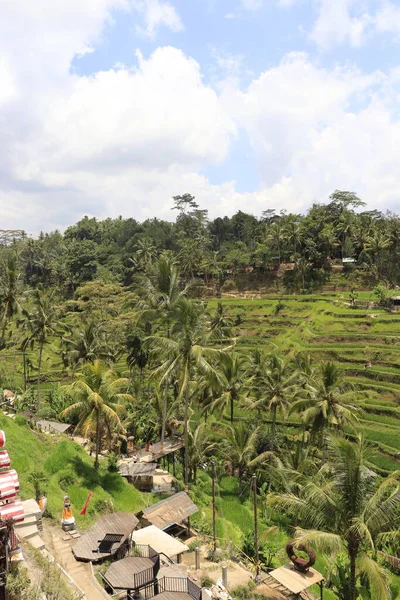 Montagne Kintamani Ubud Indonésie — Photo