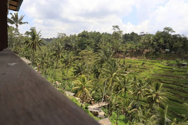 Paysage Ubud Montagne Kintamani Indonésie — Photo