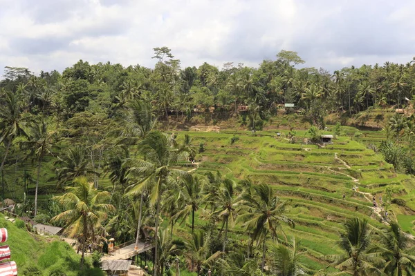 ウブドの風景 インドネシアのキンタマニ山 — ストック写真