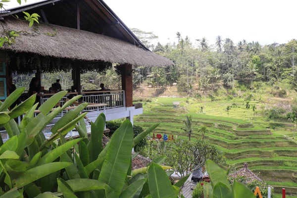 印度尼西亚Ubud的Kintamani山区领土 — 图库照片