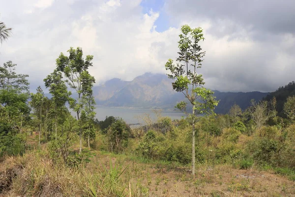 Зелені Дерева Горі Кінтамані Убуд Індонезія — стокове фото