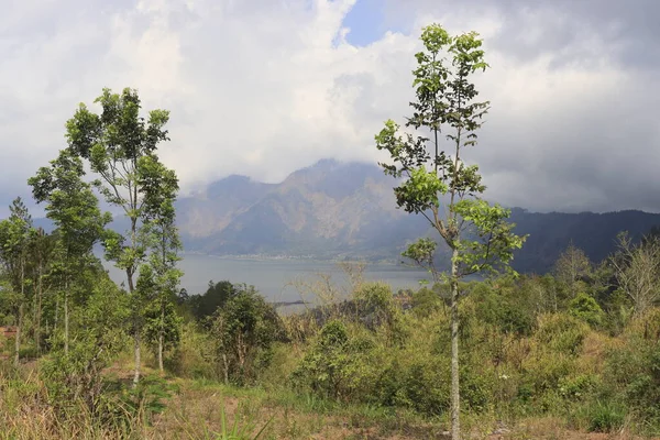 Πράσινα Δέντρα Στο Βουνό Kintamani Ubud Ινδονησία — Φωτογραφία Αρχείου