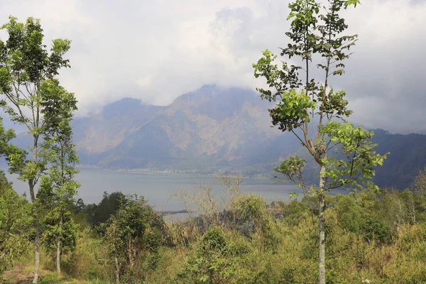 Grüne Bäume Auf Dem Kintamani Berg Ubud Indonesien — Stockfoto