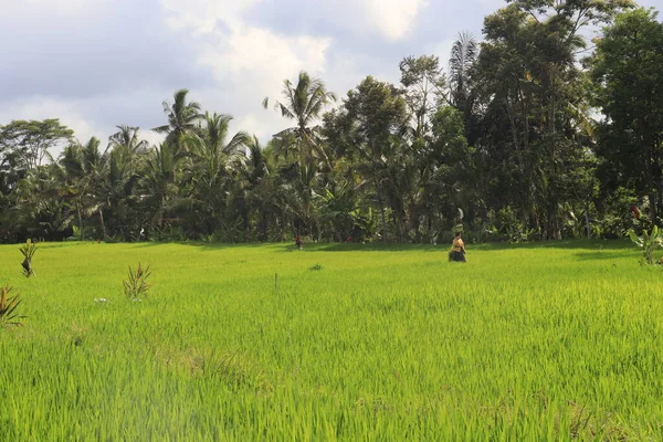 Grünes Gras Auf Einem Feld Ubud Indonesien — Stockfoto