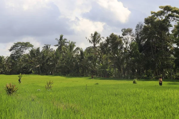 Green Grass Field Ubud Indonesia — Stock Photo, Image
