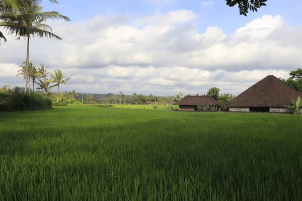 Πράσινο Γρασίδι Στο Πεδίο Για Ubud Ινδονησία — Φωτογραφία Αρχείου