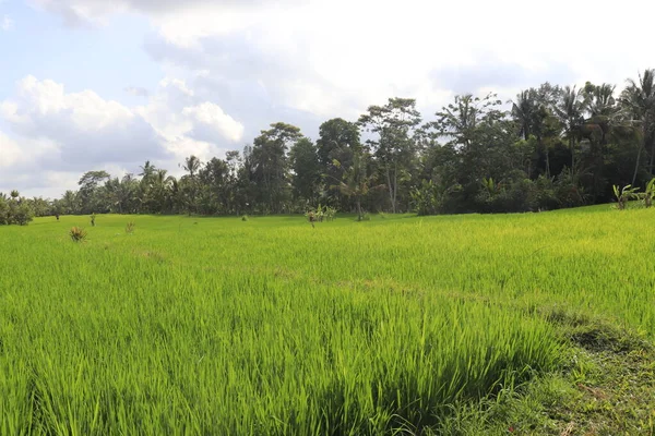Grönt Gräs Fält Ubud Indonesien — Stockfoto