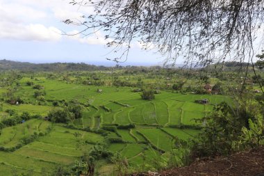 Yeşil manzara, Endonezya 