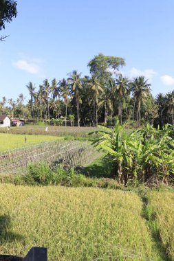 Yeşil pirinç tarlalarının manzarası. Endonezya 'da. Ubud. 