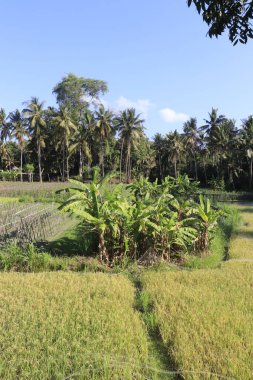 Yeşil pirinç tarlalarının manzarası. Endonezya 'da. Ubud. 
