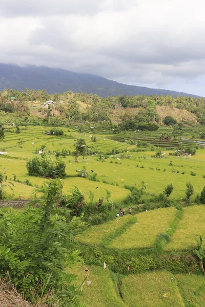 Widok Zielone Pola Ryżowe Góry Dolinie Wyspy Ubud Indonezja — Zdjęcie stockowe