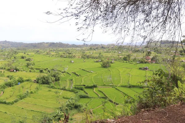 印度尼西亚绿色景观高瞻远瞩 — 图库照片