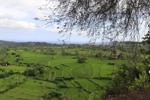 Vista Alta Sobre Paisagem Verde Indonésia — Fotografia de Stock