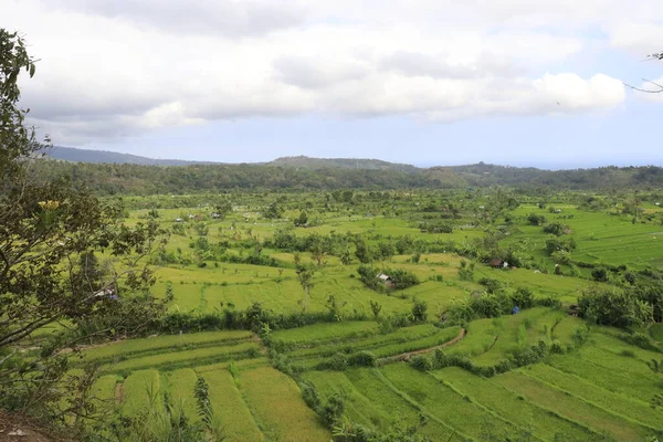 Vue Haute Sur Paysage Verdoyant Indonésie — Photo