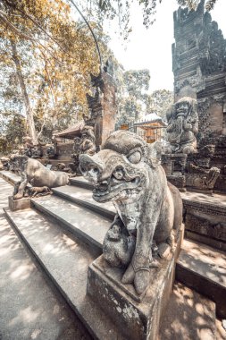 Endonezya 'daki Maymun Ormanı Bölgesi 