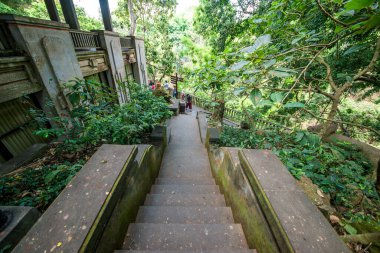 Endonezya 'nın Ubud şehrinde gündüz vakti Maymun Ormanı 