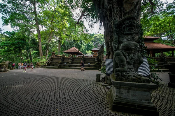 Affenwald Bei Tag Ubud Indonesien — Stockfoto