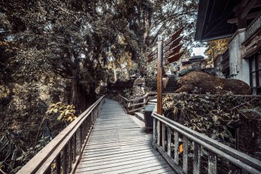 Endonezya 'nın Ubud şehrinde gündüz vakti Maymun Ormanı 