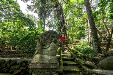 Endonezya 'nın Ubud şehrinde gündüz vakti Maymun Ormanı 