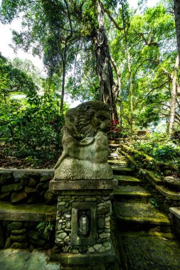 Endonezya 'nın Ubud şehrinde gündüz vakti Maymun Ormanı 