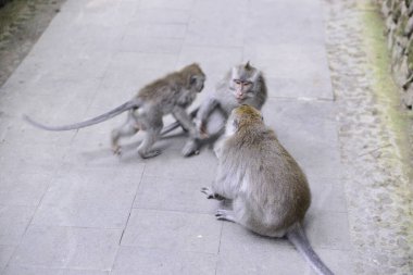 Endonezya 'nın Ubud şehrinde gündüz vakti Maymun Ormanı 
