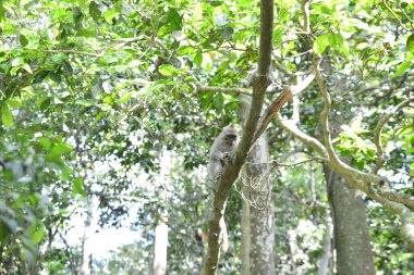 Endonezya 'nın Ubud şehrinde gündüz vakti Maymun Ormanı 