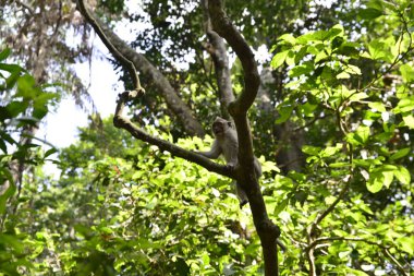 Endonezya 'nın Ubud şehrinde gündüz vakti Maymun Ormanı 
